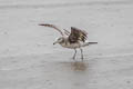 Black-tailed Gull Larus crassirostris