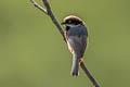 Black-throated Bushtit Aegithalos concinnus talifuensis