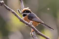 Black-throated Bushtit Aegithalos concinnus talifuensis