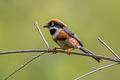 Black-throated Bushtit Aegithalos concinnus concinnus