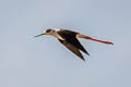 Black-winged Stilt Himantopus himantopus