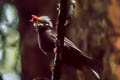 Black Bulbul Hypsipetes leucocephalus ssp.