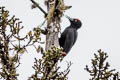 Black Woodpecker Dryocopus martius khamensis