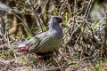 Blood Pheasant Ithaginis cruentus berezowskii