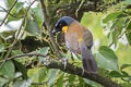 Blue-crowned Laughingthrush Pterorhinus courtoisi courtoisi (Courtois's Laughingthrush)