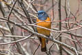 Blue-fronted Redstart Phoenicurus frontalis