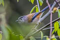 Blue-winged Minla Actinodura cyanouroptera cyanouroptera (Blue-winged Siva)