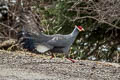 Blue Eared Pheasant Crossoptilon auritum