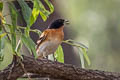 Brmbling Fringilla montifringilla