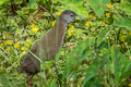 Brown Crake Zapornia akool coccineipes