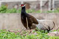 Brown Eared Pheasant Crossoptilon mantchuricum