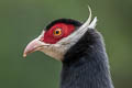 Brown Eared Pheasant Crossoptilon mantchuricum