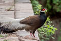 Brown Eared Pheasant Crossoptilon mantchuricum