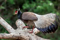 Brown Eared Pheasant Crossoptilon mantchuricum