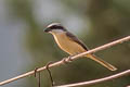 Brown Shrike Lanius cristatus lucionensis