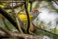 Chestnut-crowned Warbler Phylloscopus castaniceps sinensis