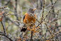 Chestnut Thrush Turdus rubrocanus gouldii