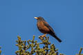 Chestnut Thrush Turdus rubrocanus gouldii