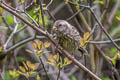 Long-tailed Rosefinch Carpodacus lepidus henrici