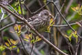 Long-tailed Rosefinch Carpodacus lepidus henrici