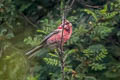 Long-tailed Rosefinch Carpodacus lepidus lepidus