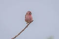 Chinese Beautiful Rosefinch davidianus