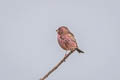 Chinese Beautiful Rosefinch davidianus