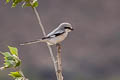 Chinese Grey Shrike Lanius sphenocercus sphenocercus