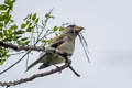 Chinese Grosbeak migratoria migratoria (Yellow-billed Grosbeak)