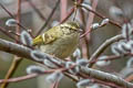 Chinese Leaf Warbler Phylloscopus yunnanensis (La Touche's Leaf Warbler)