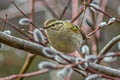 Chinese Leaf Warbler Phylloscopus yunnanensis (La Touche's Leaf Warbler)