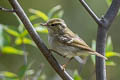 Chinese Leaf Warbler Phylloscopus yunnanensis (La Touche's Leaf Warbler)