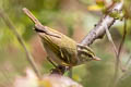 Chinese Leaf Warbler Phylloscopus yunnanensis (La Touche's Leaf Warbler)