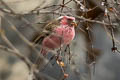 Chinese White-browed Rosefinch Carpodacus dubius femininus