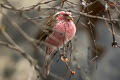 Chinese White-browed Rosefinch Carpodacus dubius femininus