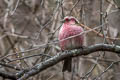 Chinese White-browed Rosefinch Carpodacus dubius femininus