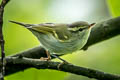 Claudia's Leaf Warbler Phylloscopus claudiae