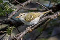 Claudia's Leaf Warbler Phylloscopus claudiae