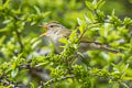 Claudia's Leaf Warbler Phylloscopus claudiae