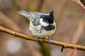 Coal Tit Periparus ater aemodius