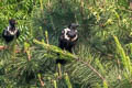 Collared Crow Corvus torquatus