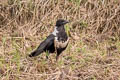 Collared Crow Corvus torquatus