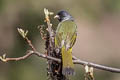 Collared Finchbill Spizixos semitorques semitorques