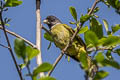 Collared Finchbill Spizixos semitorques semitorques