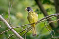 Collared Finchbill Spizixos semitorques semitorques