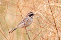 Common Reed Bunting Emberiza schoeniclus pyrrhulina