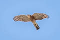 Crested Goshawk Accipiter trivirgatus indicus