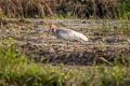 Crested Ibis Nipponia nippon