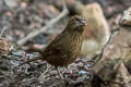 Dark-rumped Rosefinch Carpodacus edwardsii edwardsii