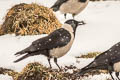 Daurian Jackdaw Coloeus dauuricus